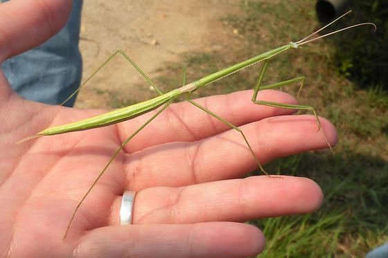 Brunneria borealis Photininae Brunneria borealis Brunneria borealis BugGuideNet