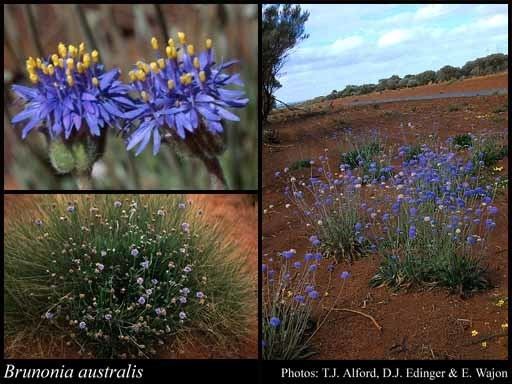Brunonia Brunonia australis RBr FloraBase Flora of Western Australia
