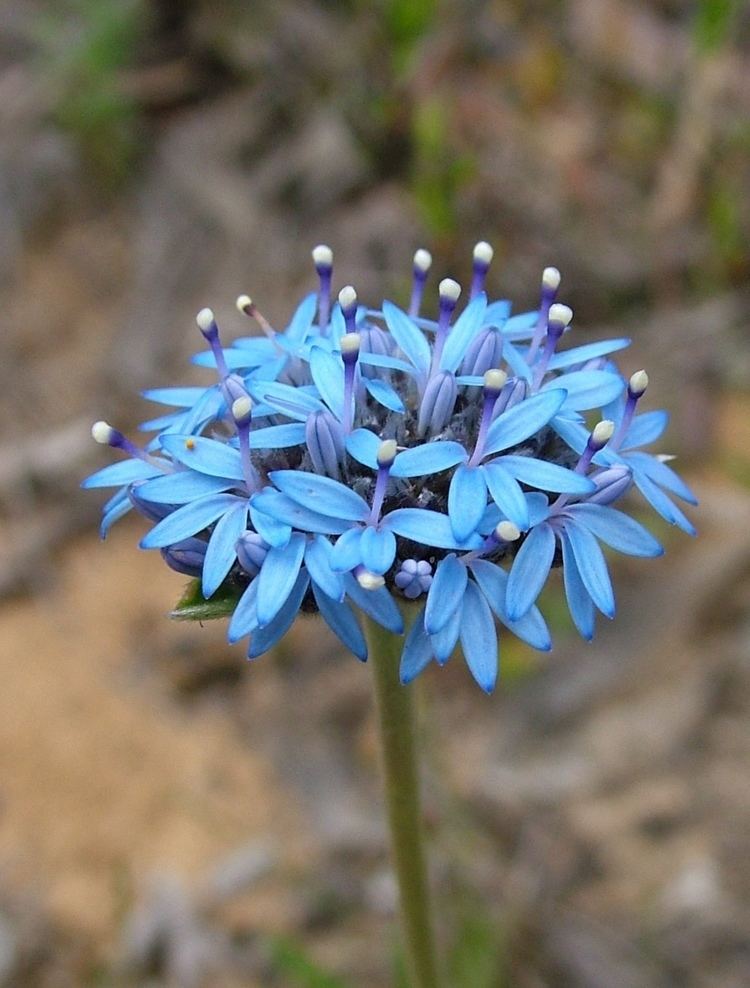 Brunonia FileBrunonia australisjpg Wikimedia Commons