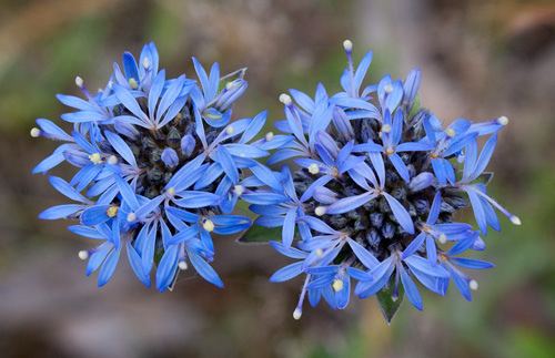 Brunonia Blue Pincushion Brunonia australis Sutton Grange Photo b Flickr