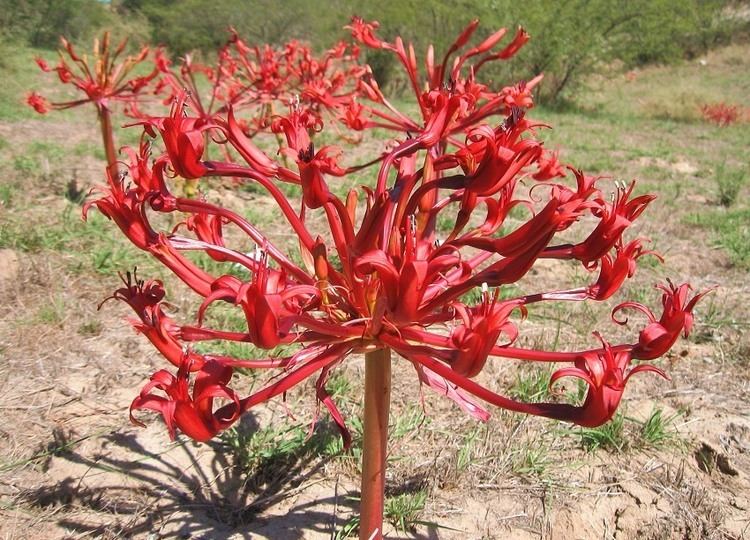 Brunsvigia Brunsvigia orientalis The Candelabra Flower