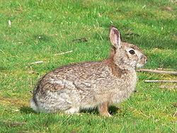 Brush rabbit httpsuploadwikimediaorgwikipediacommonsthu