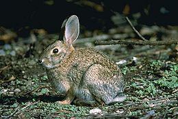 Brush rabbit Brush rabbit Wikipedia