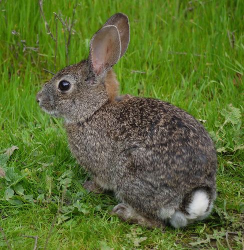 Brush rabbit Brush Rabbit Facts History Useful Information and Amazing Pictures