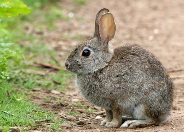 Brush rabbit Brush Rabbit Facts History Useful Information and Amazing Pictures