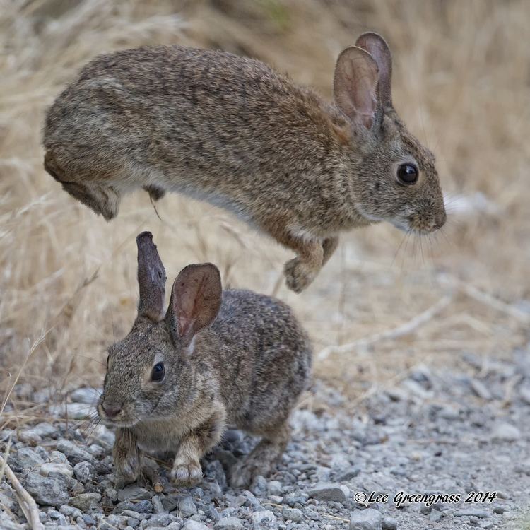 Brush rabbit Brush Rabbit as a Cute Pet About Pet Life