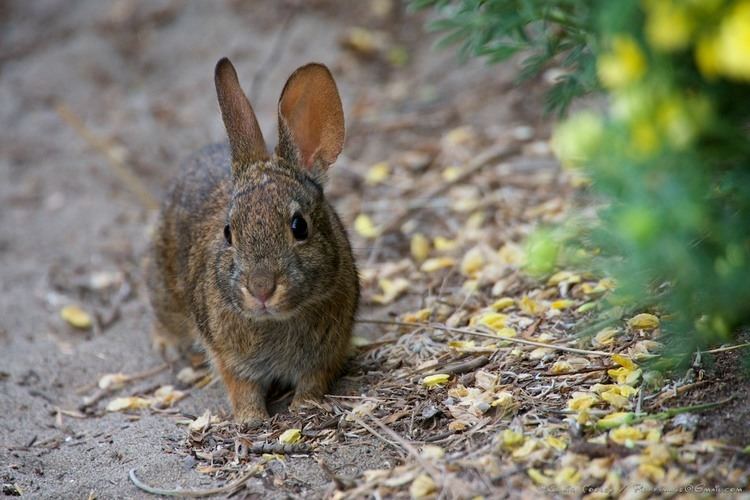 Brush rabbit Brush Rabbit Mendonoma Sightings