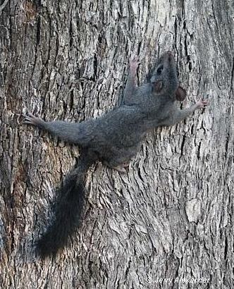 Brush-tailed phascogale wwwswifftnetaucbpagesimagesPhoto20library