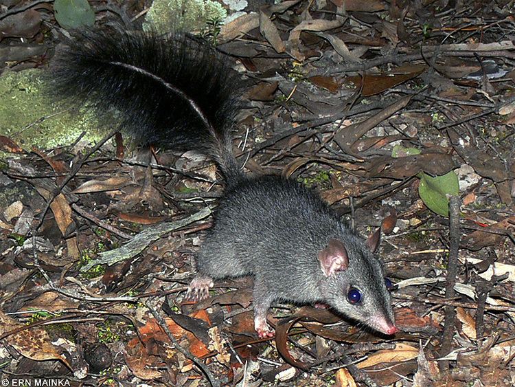 Brush-tailed phascogale Round the Bend Tuan or Brushtailed Phascogale