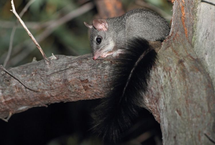 Brush-tailed phascogale brushtailed phascogale Kylie Soanes39s Research