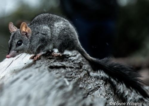 Brush-tailed phascogale Observations Brushtailed Phascogale