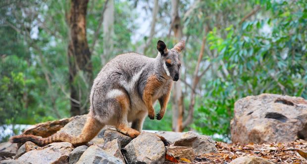 Brush-tailed rock-wallaby Brushtailed rock Wallaby ThingLink