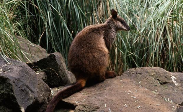 Brush-tailed rock-wallaby Brushtailed Rock Wallaby Zoos Victoria