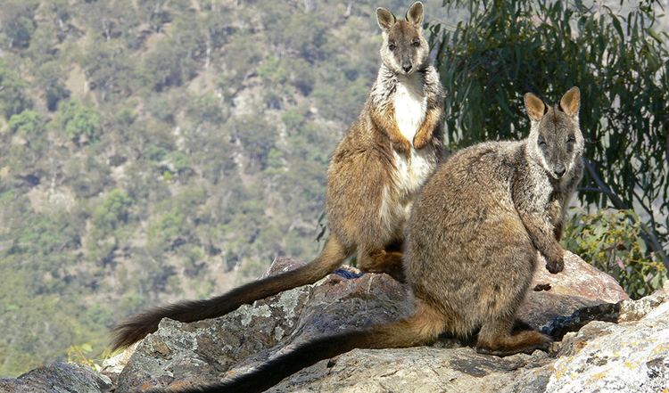 Brush-tailed rock-wallaby Bound to help the brushtailed rockwallaby Australian Geographic