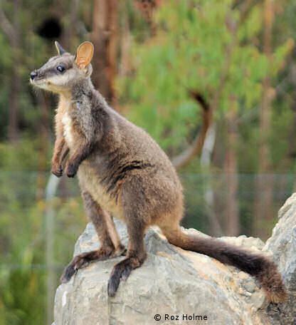 Brush-tailed rock-wallaby Fourth Crossing Wildlife BrushTailed RockWallaby