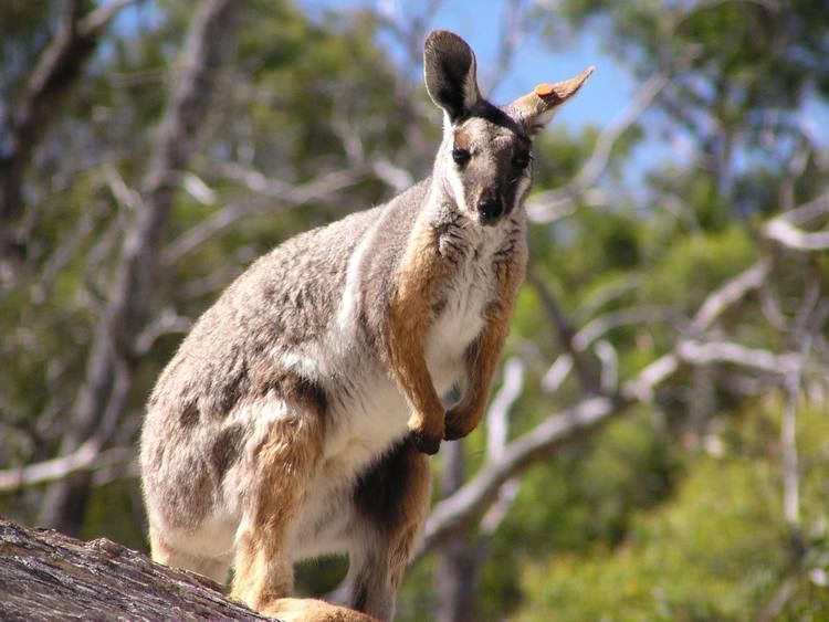 Brush-tailed rock-wallaby Brushtailed Rockwallaby Petrogale penicillata Ground Mammals