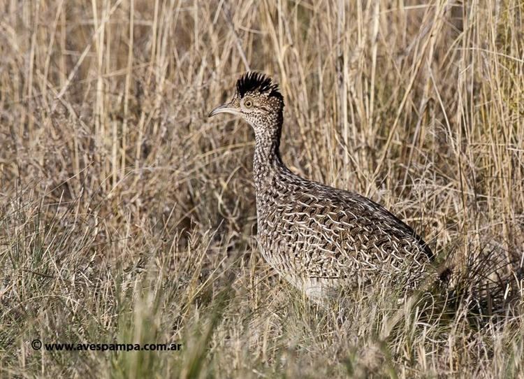 Brushland tinamou Brushland Tinamou Nothoprocta cinerascens videos photos and sound