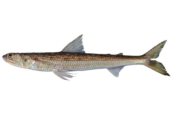 Brushtooth lizardfish fishesofaustralianetauImagesImageSauridUndosq