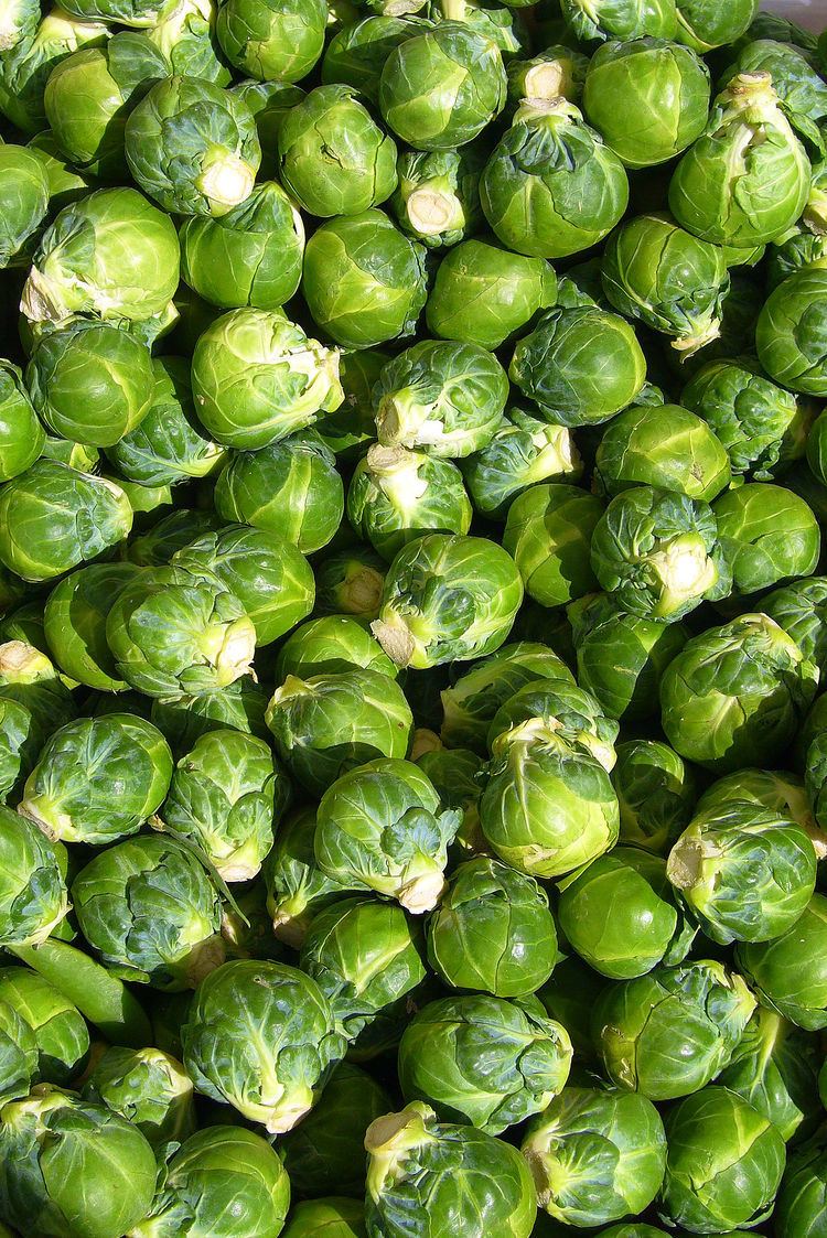 Brussels sprout Brussels sprout Wikipedia