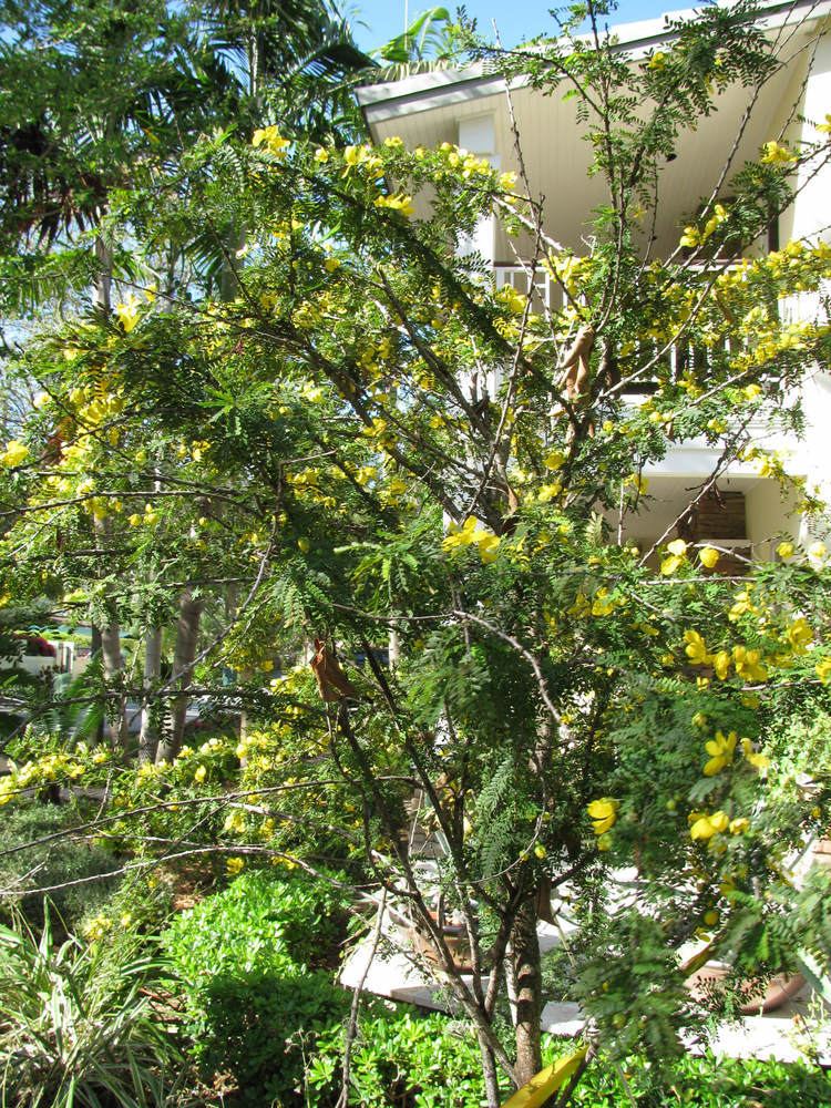 Brya ebenus Jamaican Ebony tree West Indies Ebony tree Brya ebenus article