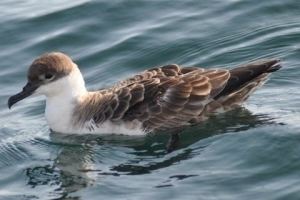 Bryan's shearwater New Bird Species from Hawaii to Alaska