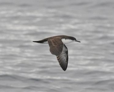 Bryan's shearwater The sea birds of the Galapagos Crystal Beach Local News Get the