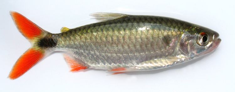 Brycinus Tanzania fish species 2011 Feathers and Fluoro