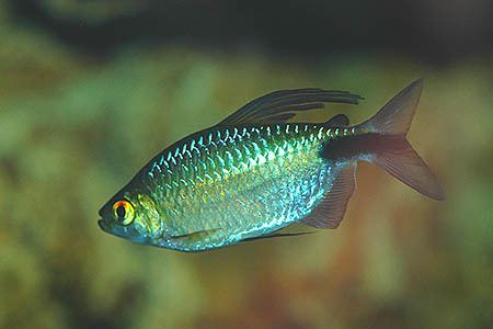 Brycinus longipinnis Brycinus longipinnis Longfinned Tetra Seriously Fish