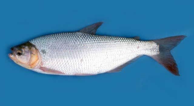 Brycon Fish Identification