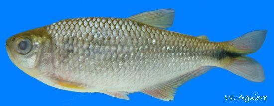 Bryconamericus Freshwater Fishes of Western Ecuador Bryconamericus peruanus