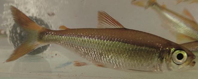 Bryconops A new species of Bryconops Ostariophysi Characiformes Characidae