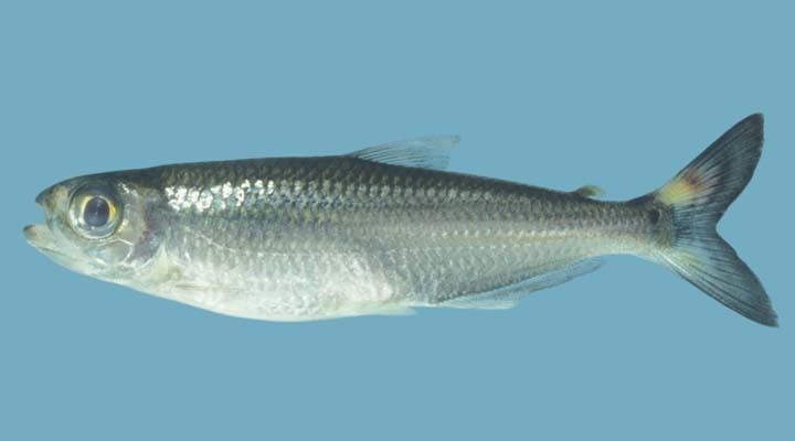 Bryconops Bryconops affinis Picture FishWise Pro