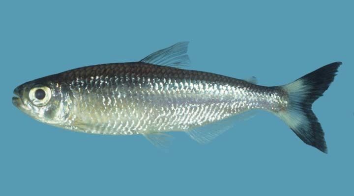 Bryconops Bryconops affinis Picture FishWise Pro