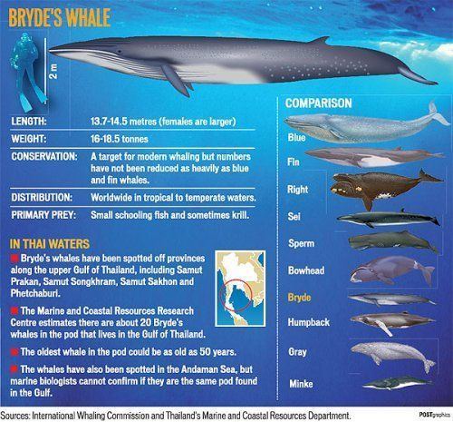 Bryde's whale - Alchetron, The Free Social Encyclopedia