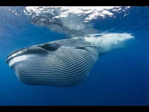 Bryde's whale httpsiytimgcomvifXE4uf1802ohqdefaultjpg