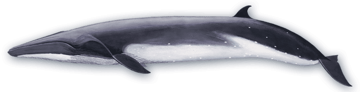 Bryde's whale Bryde39s Whale Baleen Whales Voices in the Sea