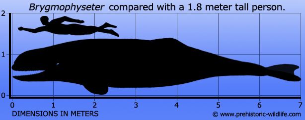 Brygmophyseter Brygmophyseter