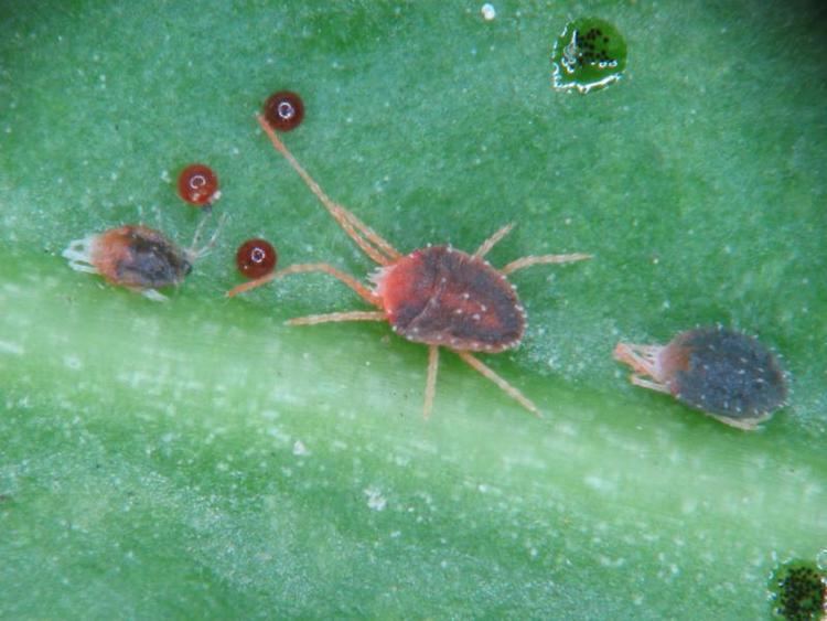 Bryobia Spider Mites Web Gallery