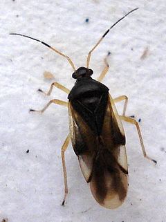 Bryocorinae httpsuploadwikimediaorgwikipediacommonsthu