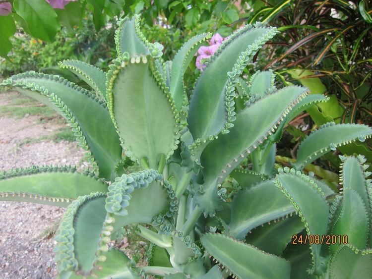 Kalanchoe daigremontiana