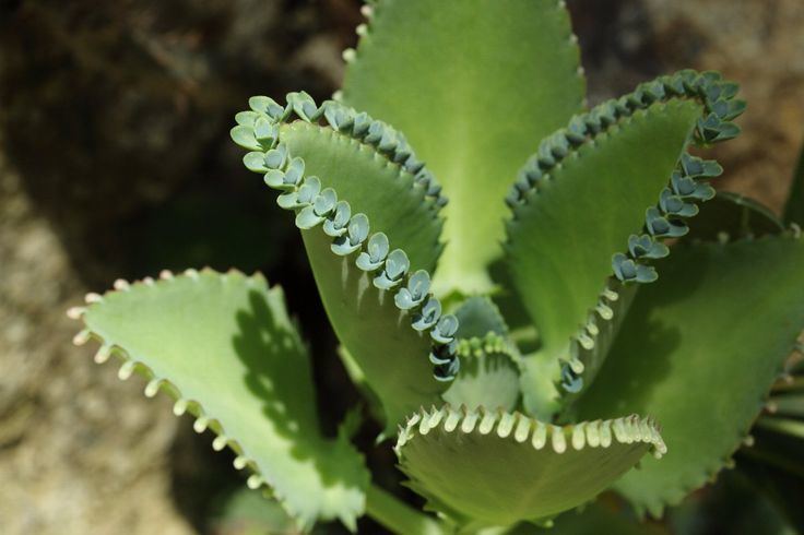 Kalanchoe daigremontiana, formerly known as Bryophyllum daigremontianum and commonly called mother of thousands, alligator plant, or Mexican hat plant.
