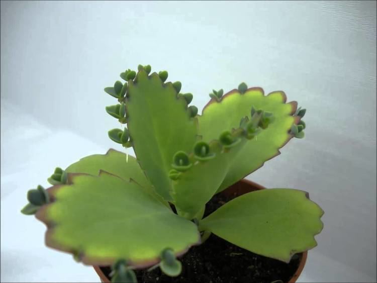 Kalanchoe daigremontiana, formerly known as Bryophyllum daigremontianum