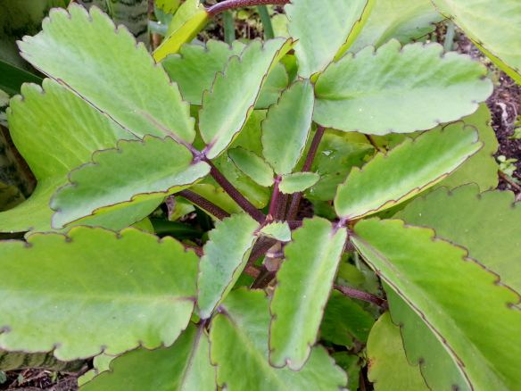 Kalanchoe pinnata, formerly known as Bryophyllum pinnatum