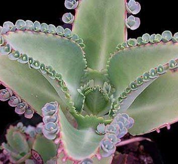 Bryophyllum daigremontianum Bryophyllum daigremontianum Kalanchoe daigremontiana Mother of