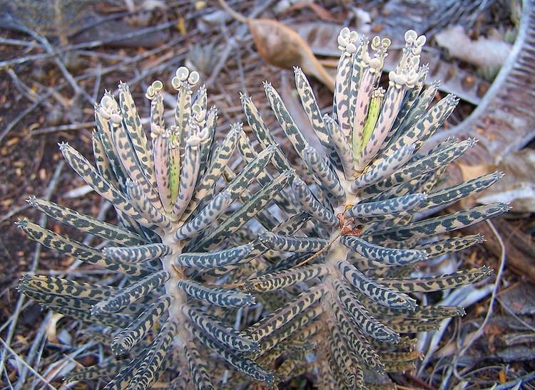 Bryophyllum delagoense Bryophyllum delagoense Leaves of the introduced weed Bryop Flickr