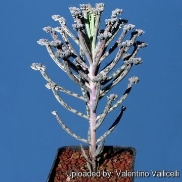 Bryophyllum delagoense wwwlliflecomEncyclopediaSUCCULENTSFamilyCras