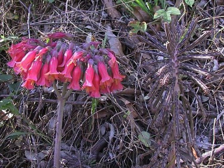 Bryophyllum delagoense Bryophyllum delagoense Invasive Species Cape Town Invasives