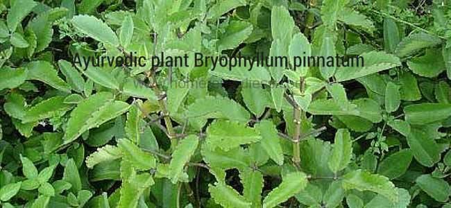 Bryophyllum pinnatum - Alchetron, The Free Social Encyclopedia