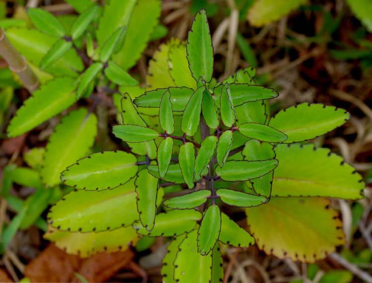 Bryophyllum pinnatum 10 Health benefits of Bryophyllum for Kidney and Urinary disorders