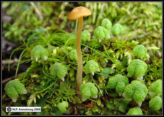 Bryophyte Bryophyte Photos